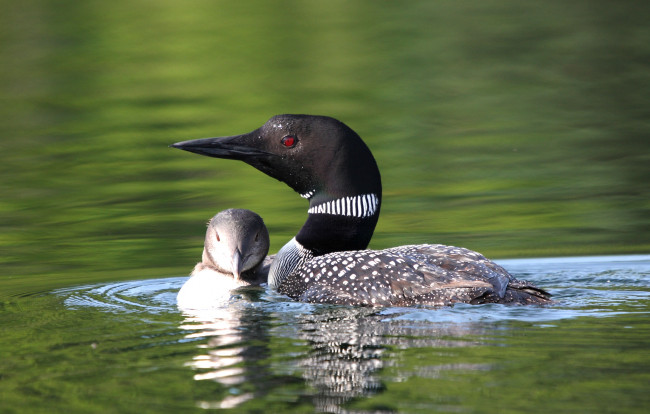 Обои картинки фото животные, птицы, водоплавающие, птенец