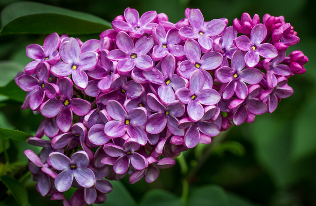 Обои картинки фото цветы, сирень, гроздь