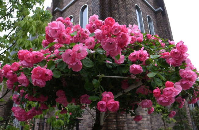 Обои картинки фото цветы, розы, розовый, много