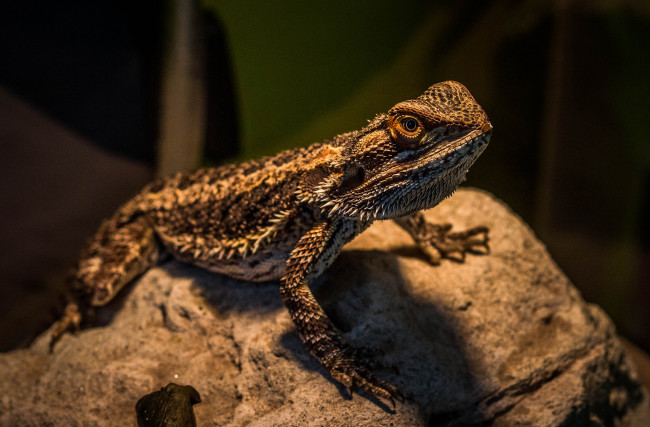 Обои картинки фото животные, Ящерицы, игуаны, вараны, рептилия