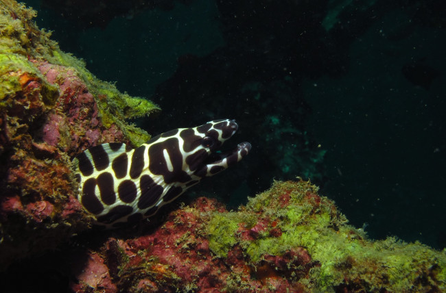 Обои картинки фото животные, мурены, хищник, пятнистая