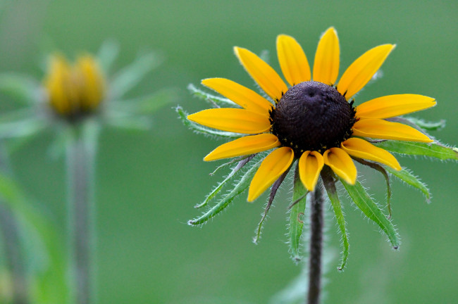 Обои картинки фото цветы, рудбекия, макро