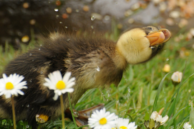 Обои картинки фото животные, утки, утёнок, птенец, ромашки, брызги