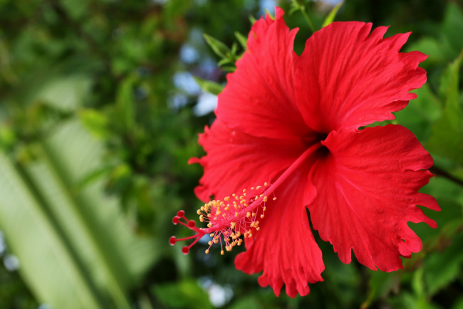 Обои картинки фото цветы, гибискусы, макро, лепестки, красный