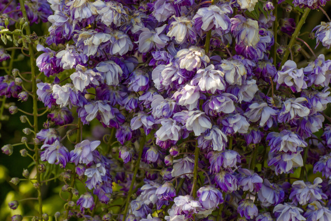 Обои картинки фото цветы, глициния, макро, вистерия