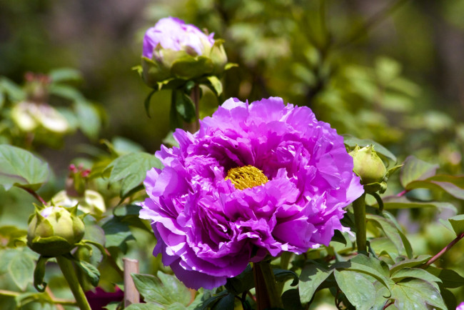 Обои картинки фото цветы, пионы, розовый