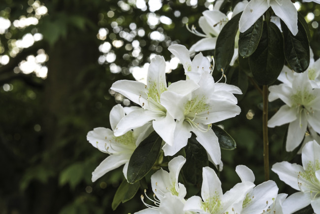 Обои картинки фото цветы, рододендроны, азалии, белый, куст
