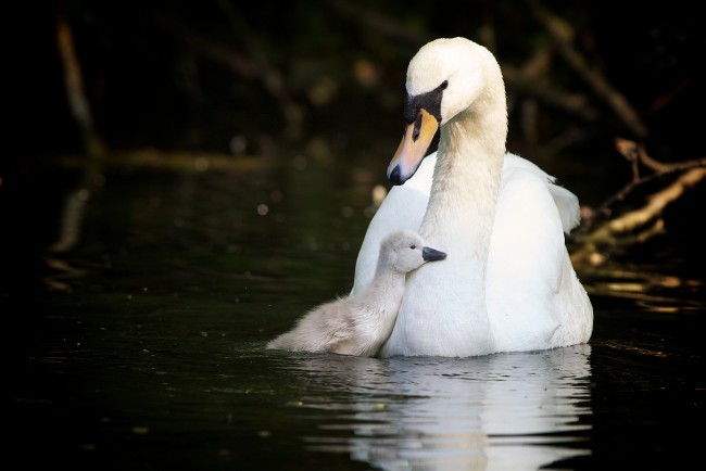 Обои картинки фото животные, лебеди, лебедёнок, птенец, материнство