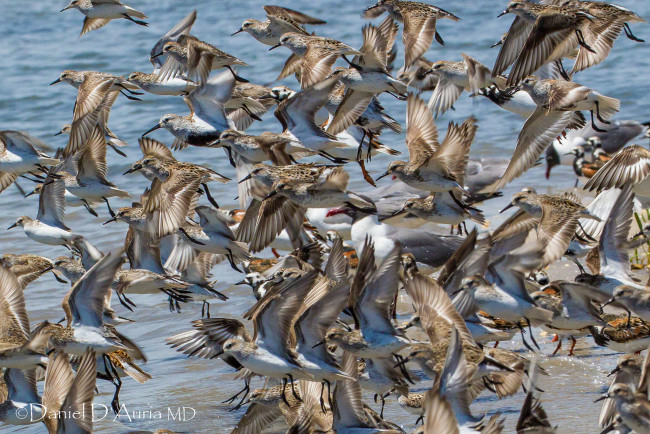 Обои картинки фото животные, птицы, кулики, полет, стая
