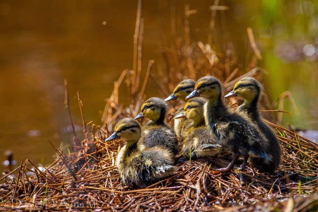 Обои картинки фото животные, утки, утята, птенцы