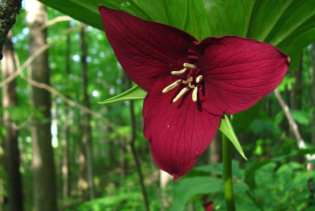 Обои картинки фото цветы, триллиумы, трилистник, красный
