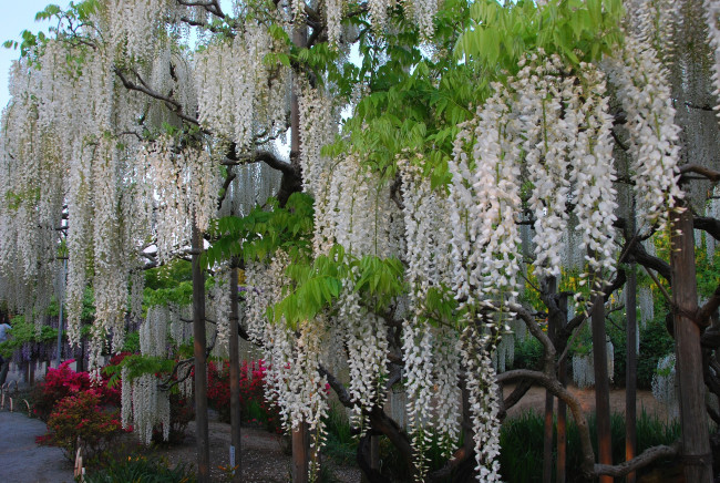 Обои картинки фото цветы, глициния, вистерия, белый, гроздья