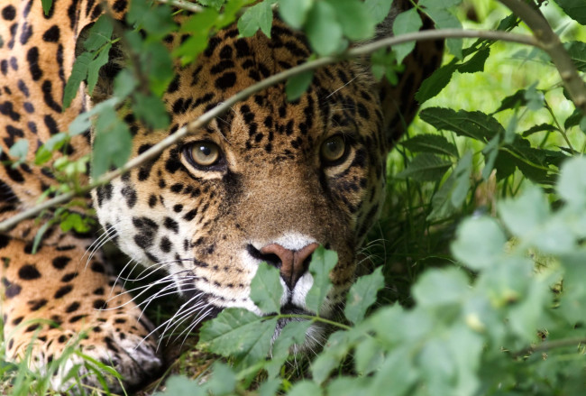 Обои картинки фото животные, Ягуары, морда