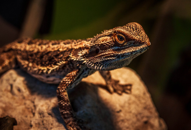 Обои картинки фото животные, Ящерицы, игуаны, вараны, рептилия