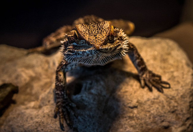 Обои картинки фото животные, Ящерицы, игуаны, вараны, рептилия