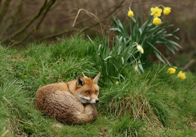 Обои картинки фото животные, лисы, трава, рыжая