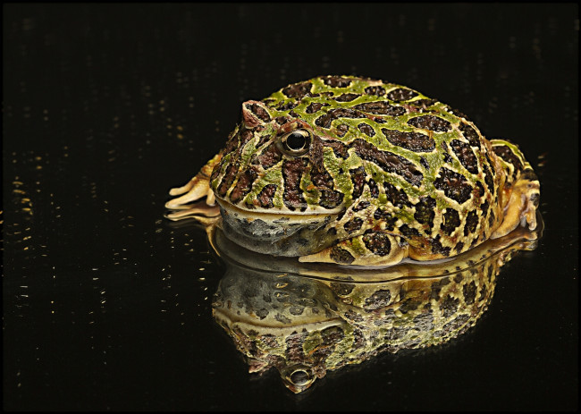 Обои картинки фото животные, лягушки, отражение, аргентинская, рогатая, лягушка