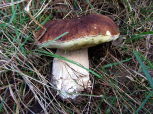 Картинка природа грибы боровик