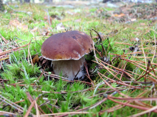 Картинка природа грибы боровик