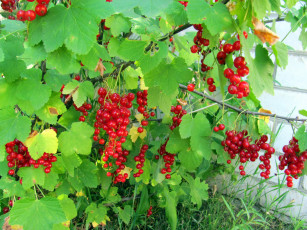 обоя природа, Ягоды, смородина, красная