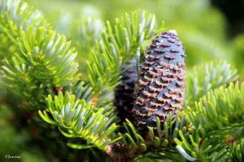 Картинка природа шишки +жёлуди +каштаны макро