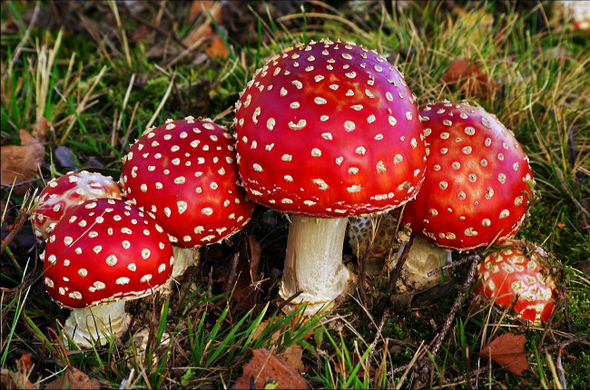 Обои картинки фото природа, грибы,  мухомор, семейка