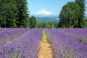 Картинка природа поля лаванда горы поле лес