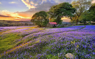 Картинка природа луга деревья цветы луг облака