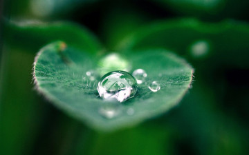 Картинка природа макро вода капля