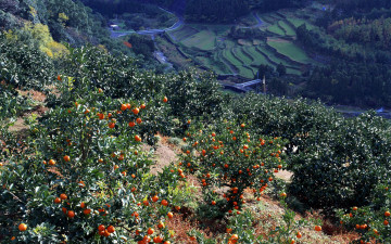 Картинка природа плоды хурма