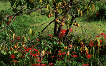 Картинка природа плоды хурма