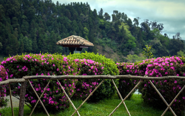 Обои картинки фото природа, парк, кусты, изгородь, цветы