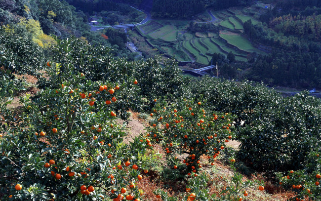 Обои картинки фото природа, плоды, хурма