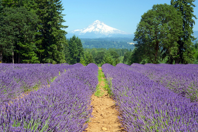 Обои картинки фото природа, поля, лаванда, горы, поле, лес