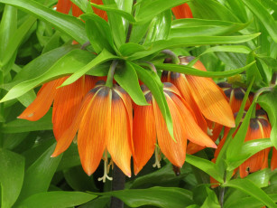 Картинка цветы рябчики весна 2018