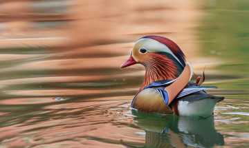 Картинка животные утки птичка