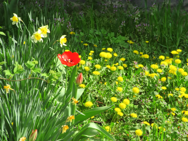 Обои картинки фото цветы, разные вместе, весна, 2018