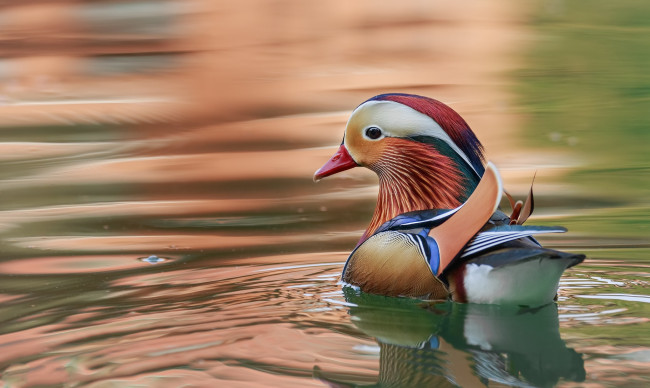 Обои картинки фото животные, утки, птичка