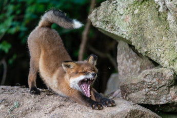 Картинка животные лисы лиса