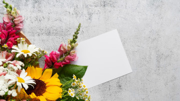 Картинка цветы разные+вместе ромашки подсолнух львиный зев