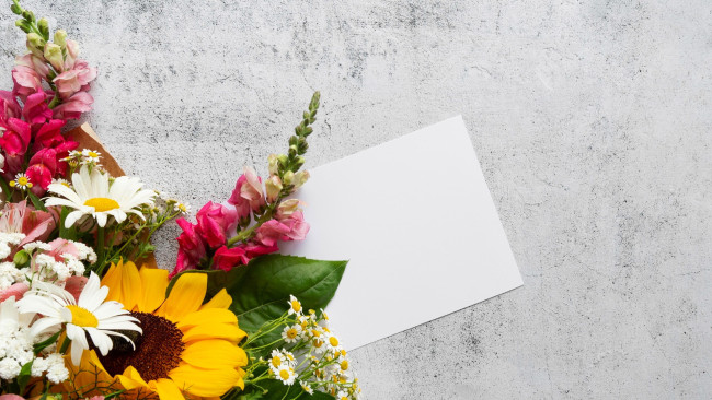 Обои картинки фото цветы, разные вместе, ромашки, подсолнух, львиный, зев