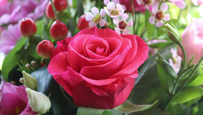 Обои картинки фото цветы, разные вместе, роза, эустома
