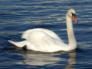 Картинка животные лебеди