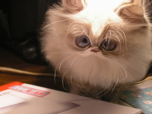 обоя cat, юмор, приколы