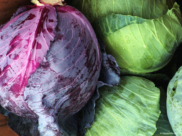 Обои картинки фото еда, капуста, её, разновидности