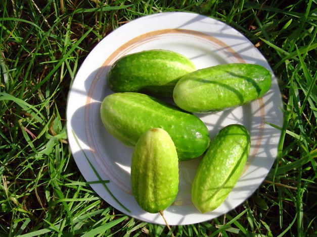 Обои картинки фото еда, огурцы