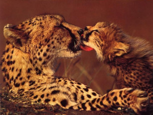 Картинка животные гепарды