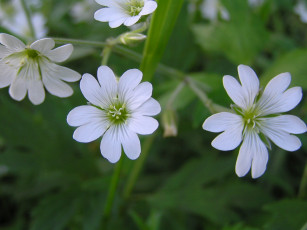 Картинка цветы луговые полевые