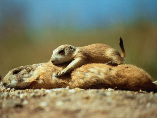 Картинка животные суслики сурки