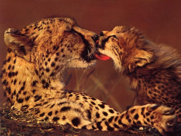 Обои картинки фото животные, гепарды